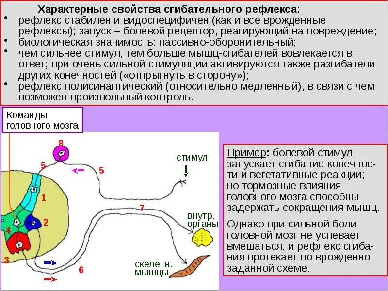 Рефлексы мышц. Сгибательный рефлекс физиология. Моносинаптические рефлексы. Сгибательные рефлексы это физиология. Моносинаптическая и полисинаптическая рефлекторная дуга.