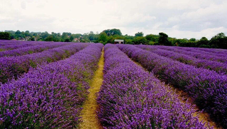 Лавандовое поле анапа семигорье. Темрюк лавандовое поле. Долина лефкадия лавандовые поля. Лаванда краснодарский край. Лаванда краснодарский край.