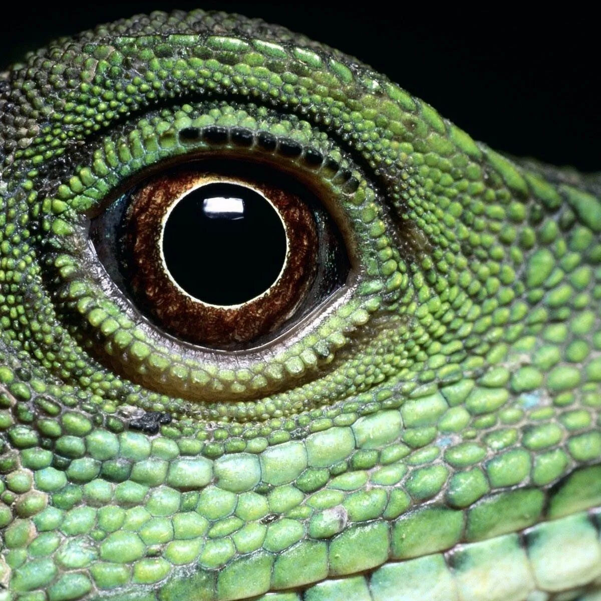 Игуана глаза. Глаз крокодила. Глаз ящерицы. Глаз рептилии. Глаз игуаны.
