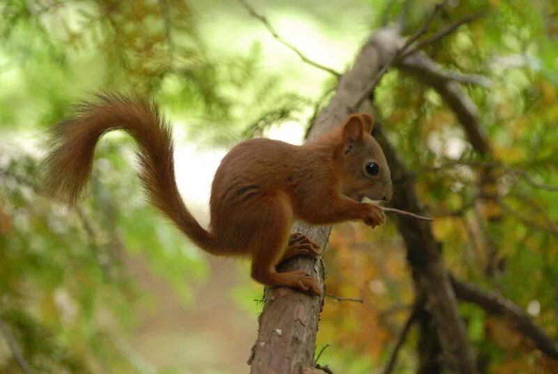 Сборка на белку 7. Сборка на белку 7. Сборка на белку 7. Сборка на белку 7. 35.