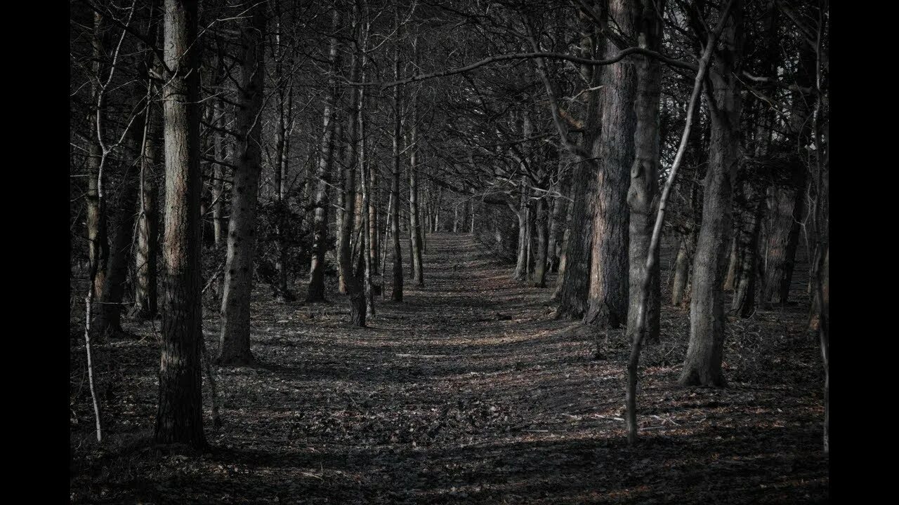 Мрачный лес фон для фотошопа. Темный жуткий фон вертикальный. Scary day