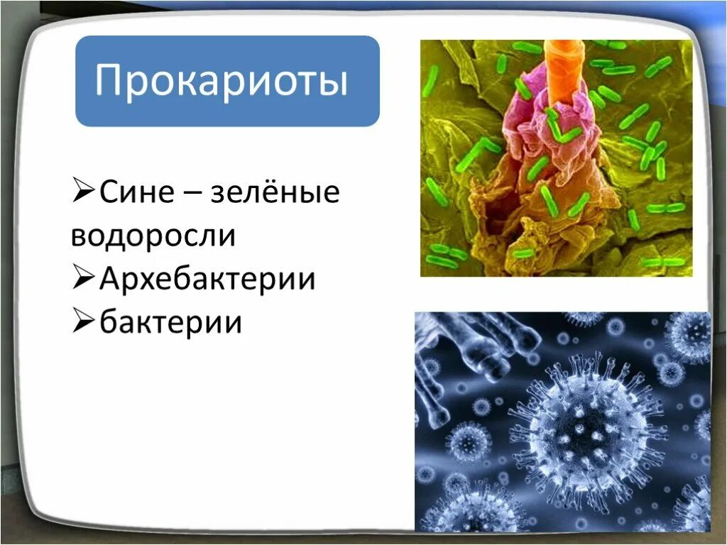 Прокариоты 10 класс