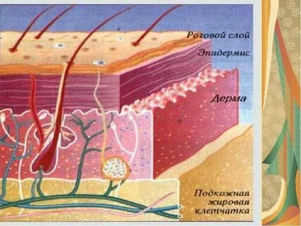 Подкожная жировая клетчатка это ткань