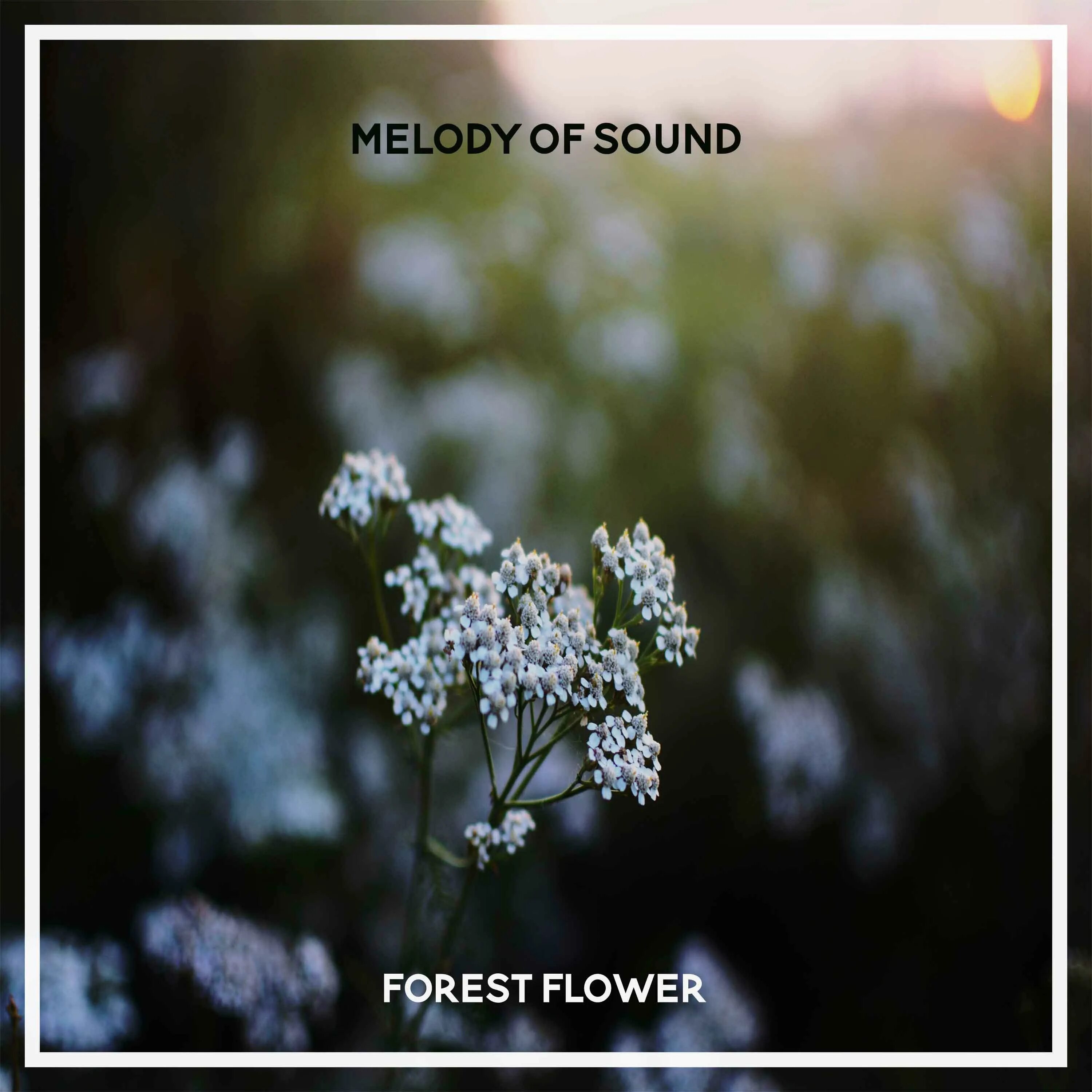 Flower melody. Мелоди с цветком.