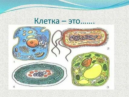 Клетки всех живых организмов содержат