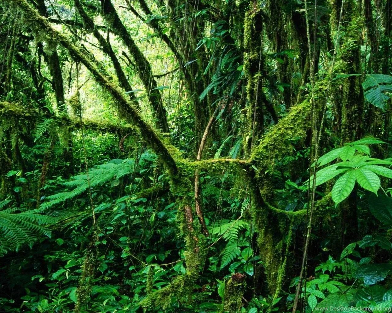 Лианы в джунглях. Влажные экваториальные леса. Растения джунглей. Дождевой лес. Животные переменно влажных лесов северной америки