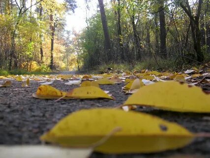 Осень появился