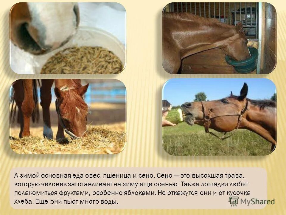 Почему любят лошадей. Чем питаются лошади. корм для лошадей. кормовая для лошадей. лошадь ест овес.