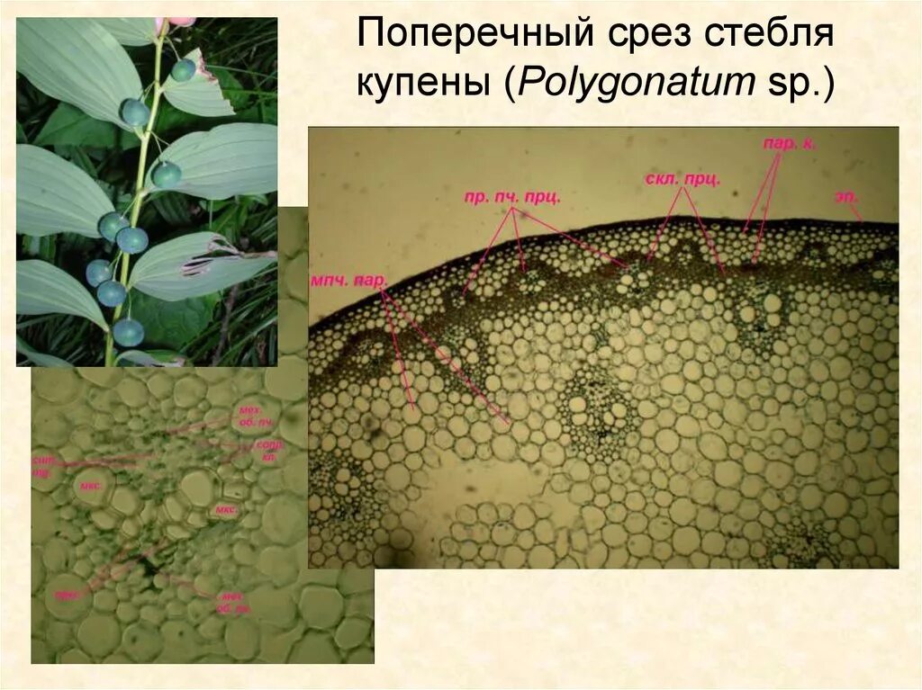 Однодольные растения ткани