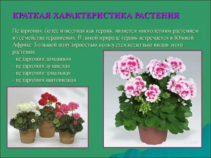 Какой размер герани