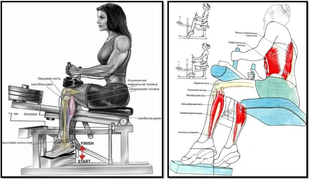Подъем на носки в тренажере. Тренажёр для икроножных мышц сидя чертёж. Тренажёр для икроножных мышц чертежи. Тренажер для прокачки икроножных мышц. Подъемы на тренажере для икроножных мышц.