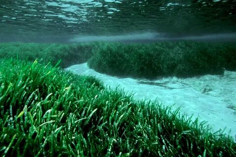 Морские и пресные водоросли