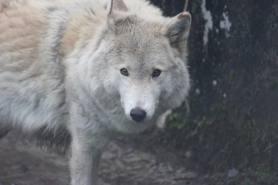 Белый волк калининград. White wolf калининград. Белый волк калининград рукопашный бой. Клуб белые волки. Белый волк калининград рукопашный бой.