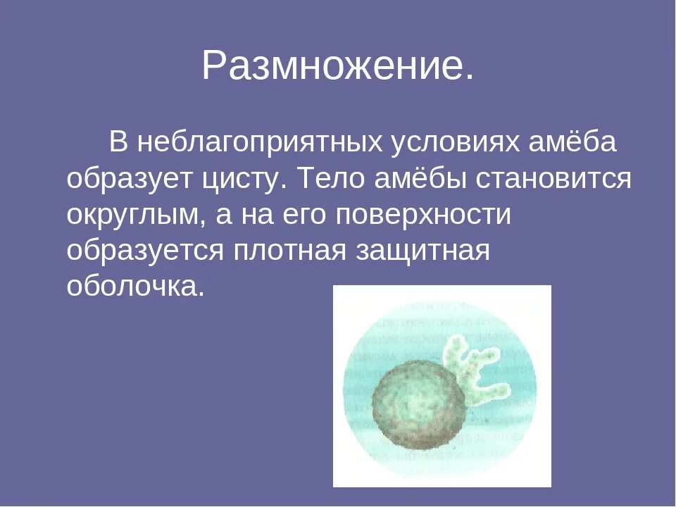 При наступлении неблагоприятных условий амеба. Амеба при неблагоприятных условиях. Размножение саркодовых. Размножение в неблагоприятных условиях. Форма амебы при неблагоприятных условиях.