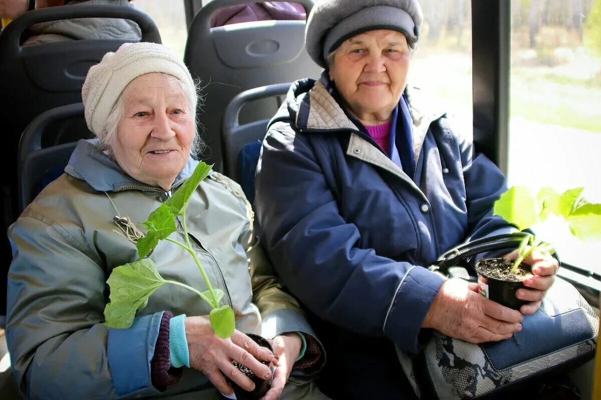 Сутки трое пенсионерам. Бабка с рассадой. Пенсионеры в автобусе. Дачники в автобусе. Дачный автобус.