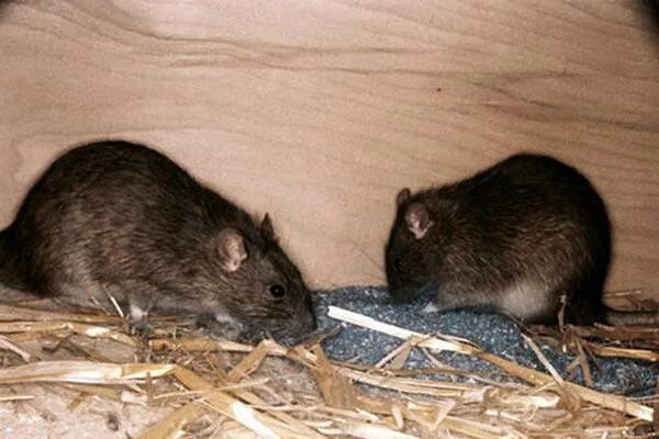 Мышь из фетра. Крыски из мелкой пряжи. Мышка из ткани. Игрушки из нитки крыски. Крыса из фетра.