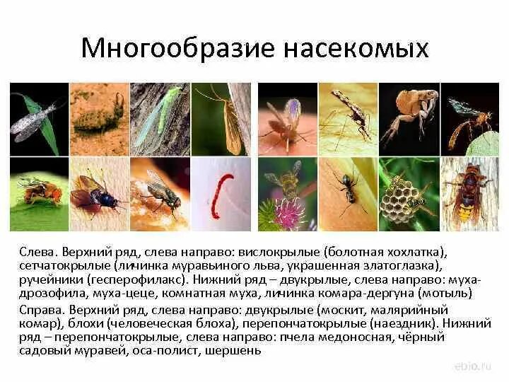 Многообразие насекомых. Класс насекомые общая характеристика. Многообразие насекомых 7 класс.