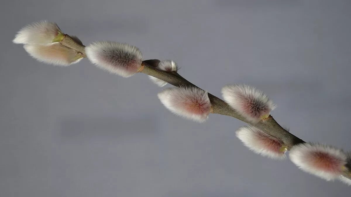 Веточка вербы. Скоро весна птицы. Звёзды как вербочки распухают в прозрачных. Верба на вербное воскресенье. Звезды как вербочки распухают в прозрачных облаках.