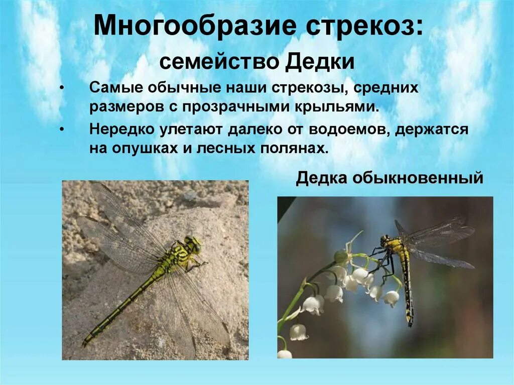 Представители отряда насекомых Стрекозы. Многообразие стрекоз. Стрекоза биология. Класс насекомые Стрекоза.