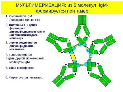 Иммуноглобулины местного иммунитета