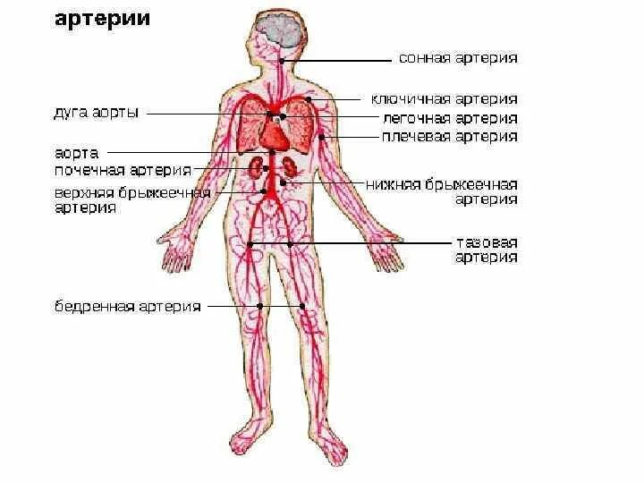 Какие сосуды артерии. Артерии у человека расположение. Артерии в организме человека схема расположения. Артериальная система схема. Основные артерии в теле человека схема.