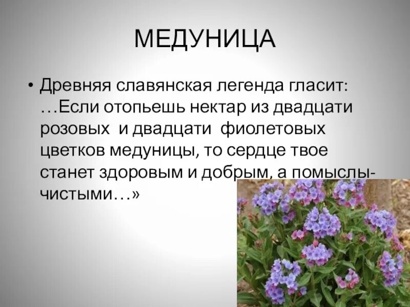 Поверье трав. Медуница растение. легенда о медунице. медуница цветок легенда поверье. медуница легенда о цветке.