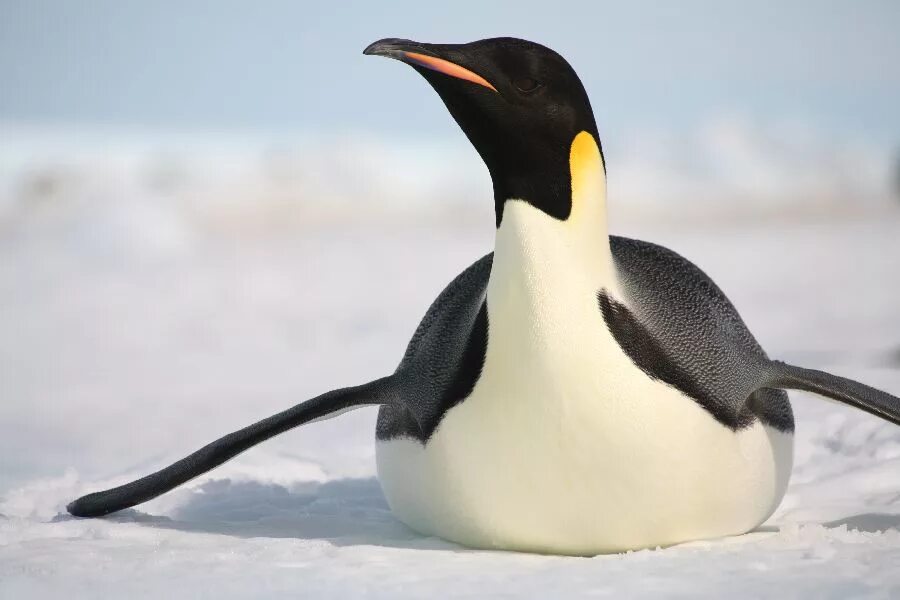 Emperor penguin. Императорский Пингвин в Антарктиде. Белокрылый Пингвин. Императорский Пингвин птица фото. Aptenodytes forsteri.