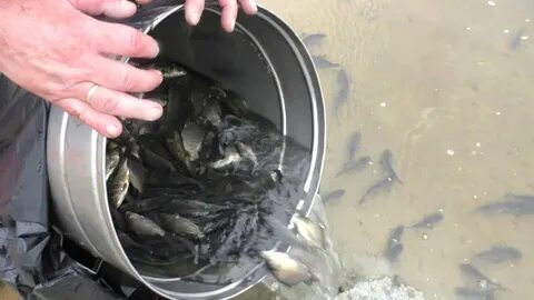 Выпуск рыбы в водоем