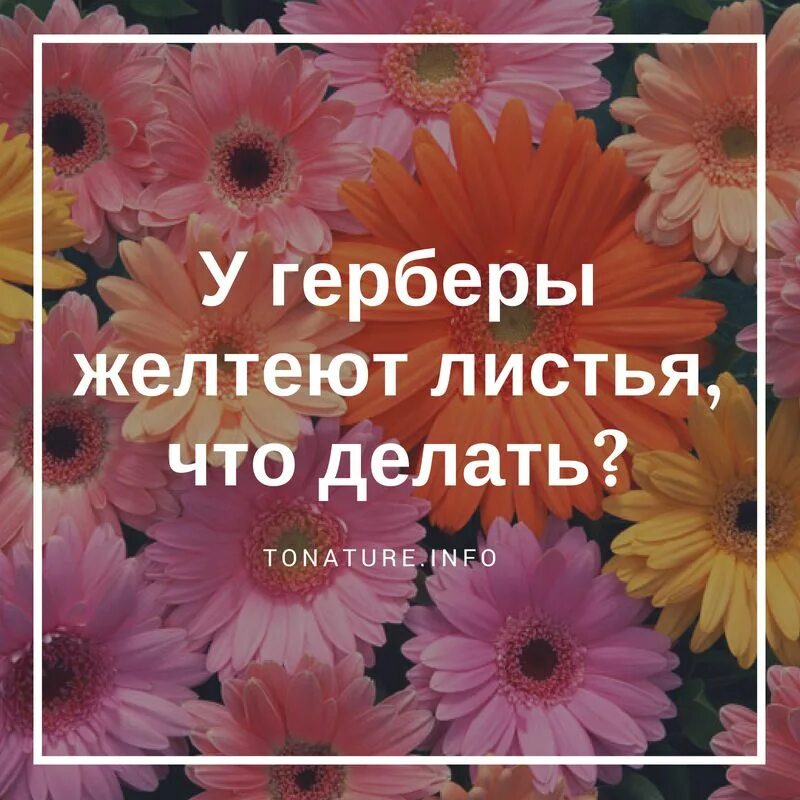 Как ухаживать за купленной герберой. Листья герберы. Почва для домашней герберы. Как вырастить герберу. Выращивают герберы.