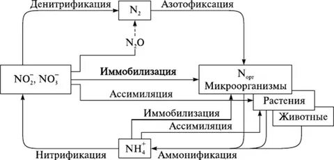 Денитрификация