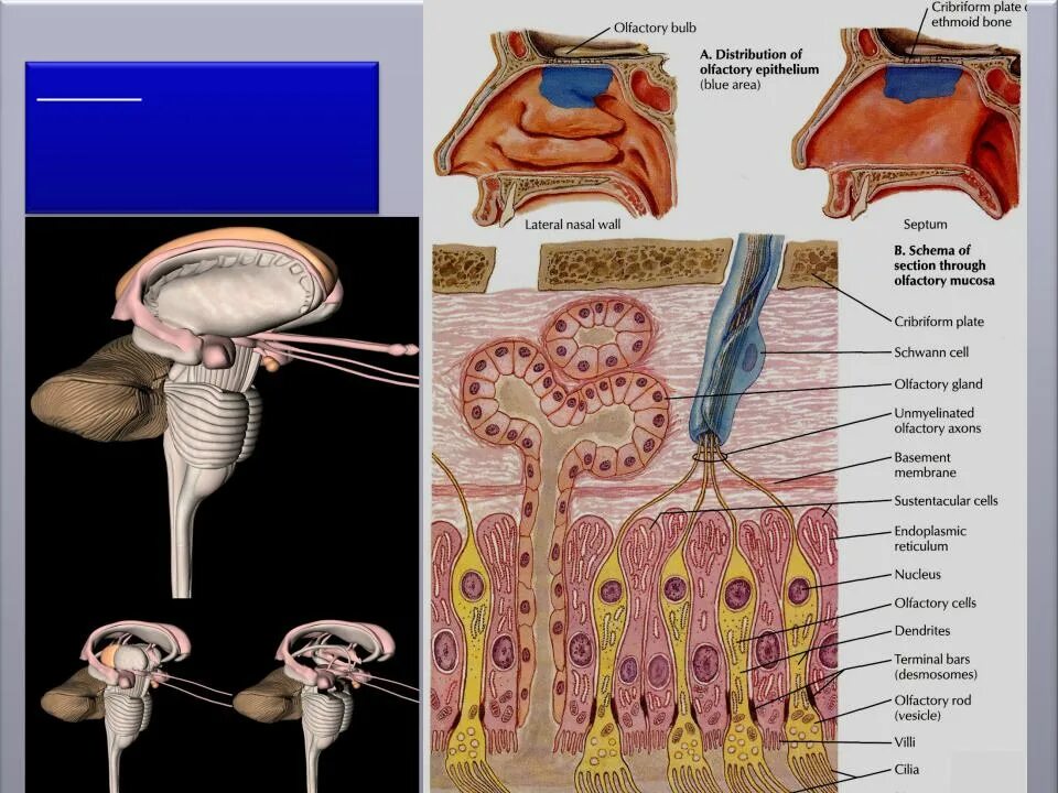 Обонятельный нерв (n. olfactorius). Обонятельный нерв анатомия. Нерв olfactorius. • I пара - обонятельный нерв (nervus olfactorius).
