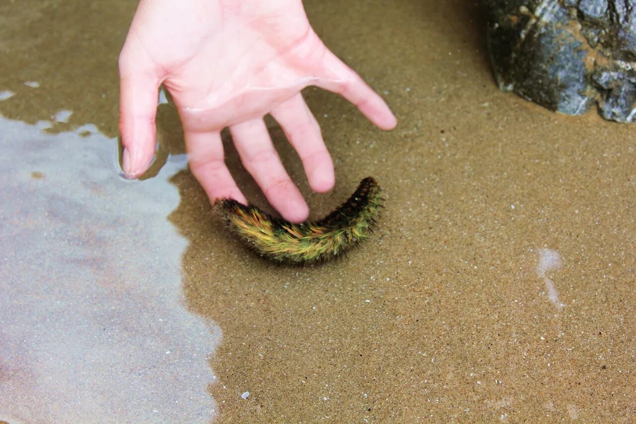 Морской червь размер. Многощетинковые черви морская мышь. Морская мышь кольчатый червь. Кольчатые черви морская мышь.