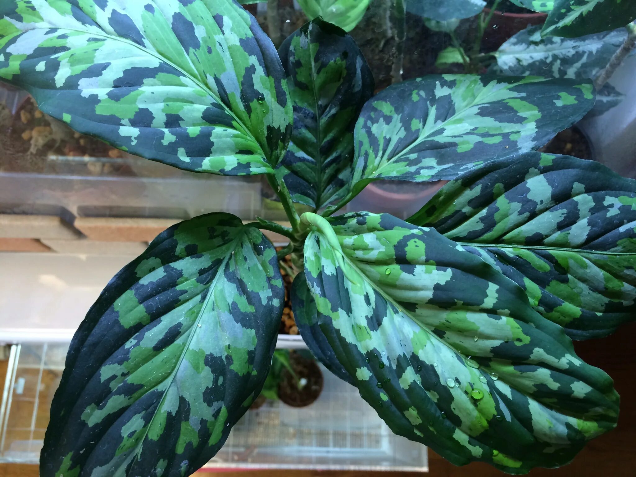 Аглаонема эмеральд. Аглаонема эмеральд. Аглаонема эмеральд пинк. Аглаонема крылья ангела. Аглаонема еллоу биколор.