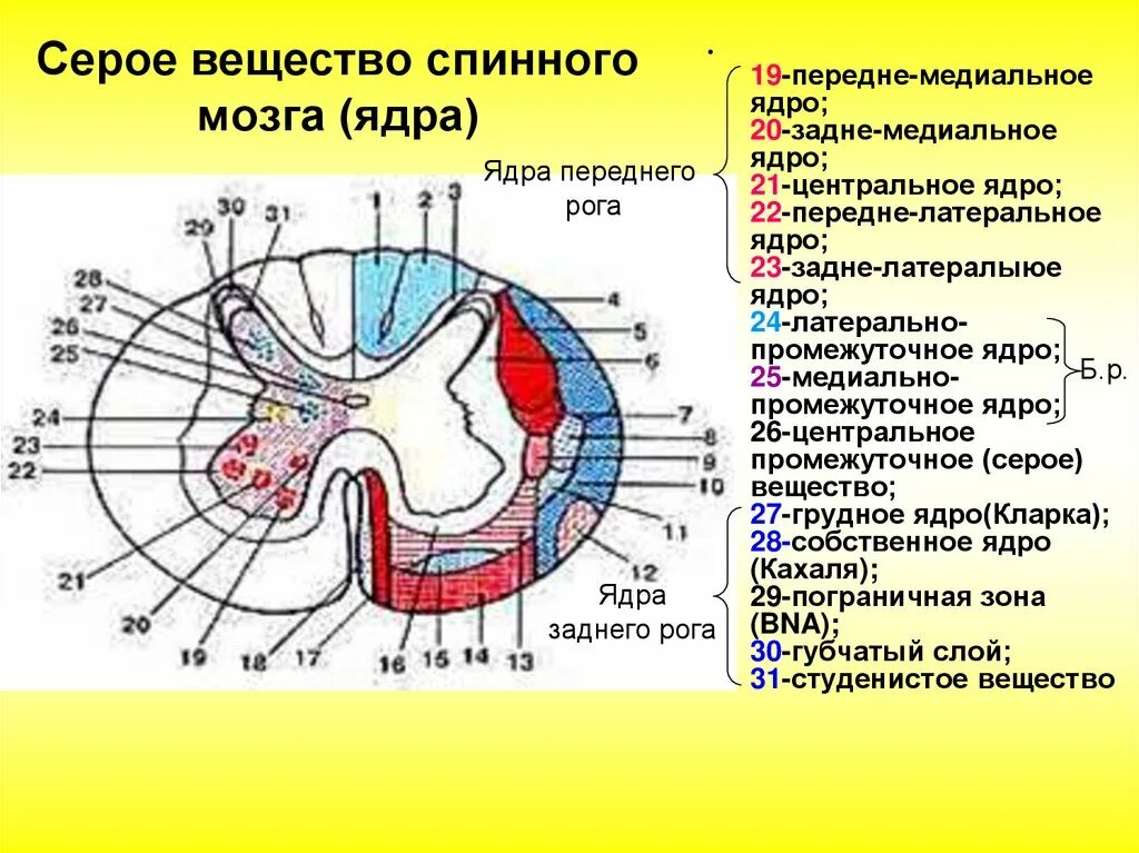 Ядра задних боковых и передних Рогов спинного мозга. Ядра заднего рога спинного мозга гистология. Белое и серое вещество спинного мозга схема. Ядра спинного мозга анатомия функции.