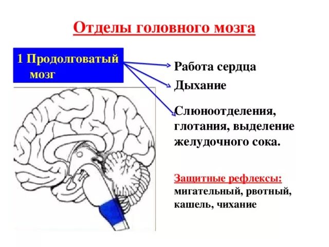 Отделы рефлекса продолговатого мозга. Центр слюноотделения в мозге. Рефлексы головного мозга продолговатый мозг. Центр слюноотделения головного мозга. Кашель и чихание какой отдел мозга