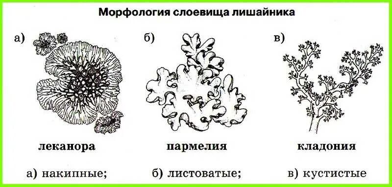 Типы талломов лишайников. Форма слоевища лишайников схема. Морфологические типы слоевищ лишайников. Формы слоевища лишайников.