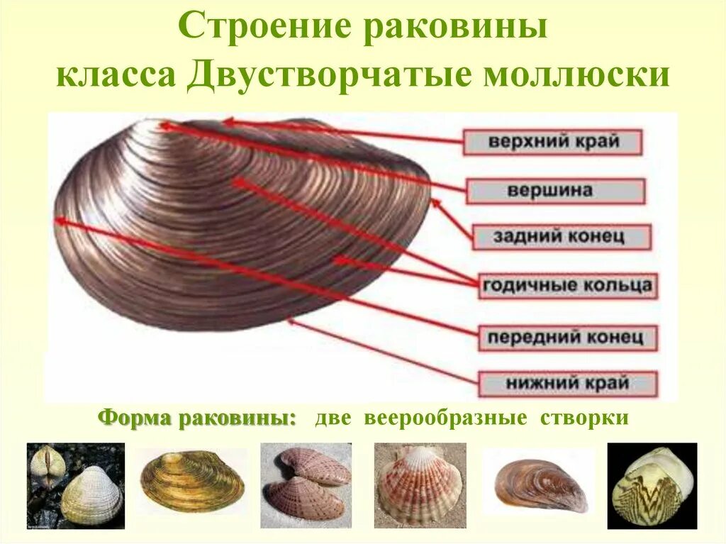 У представителей какого класса моллюсков раковина редуцирована. Строение раковины брюхоногих моллюсков. Двустворчатые моллюски беззубка. Беззубка моллюск строение раковины. Раковина двустворчатых 7 класс биология.