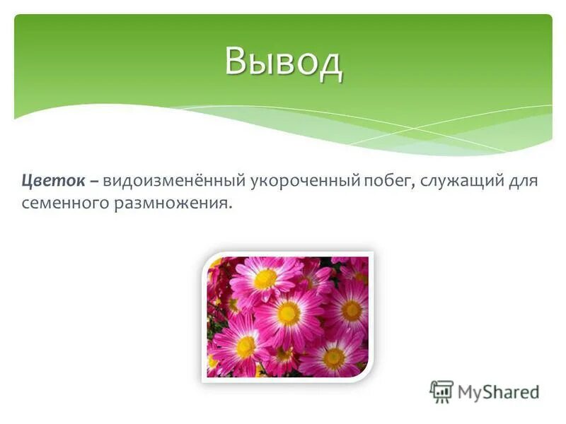 Цветок это видоизменённый укороченный. Цветок это видоизмененный укороченный. Докажите что цветок является видоизмененным укороченным побегом. Докажите что цветок является видоизмененным укороченным побегом. Докажите что цветок является видоизмененным укороченным побегом.