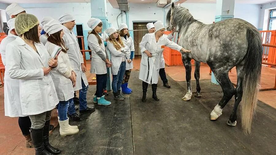Вгау ветеринарный факультет барнаул. Ветеринар вуз. Вгау факультет ветеринарной медицины. Университет ветеринарии. Ветеринарный институт казань.