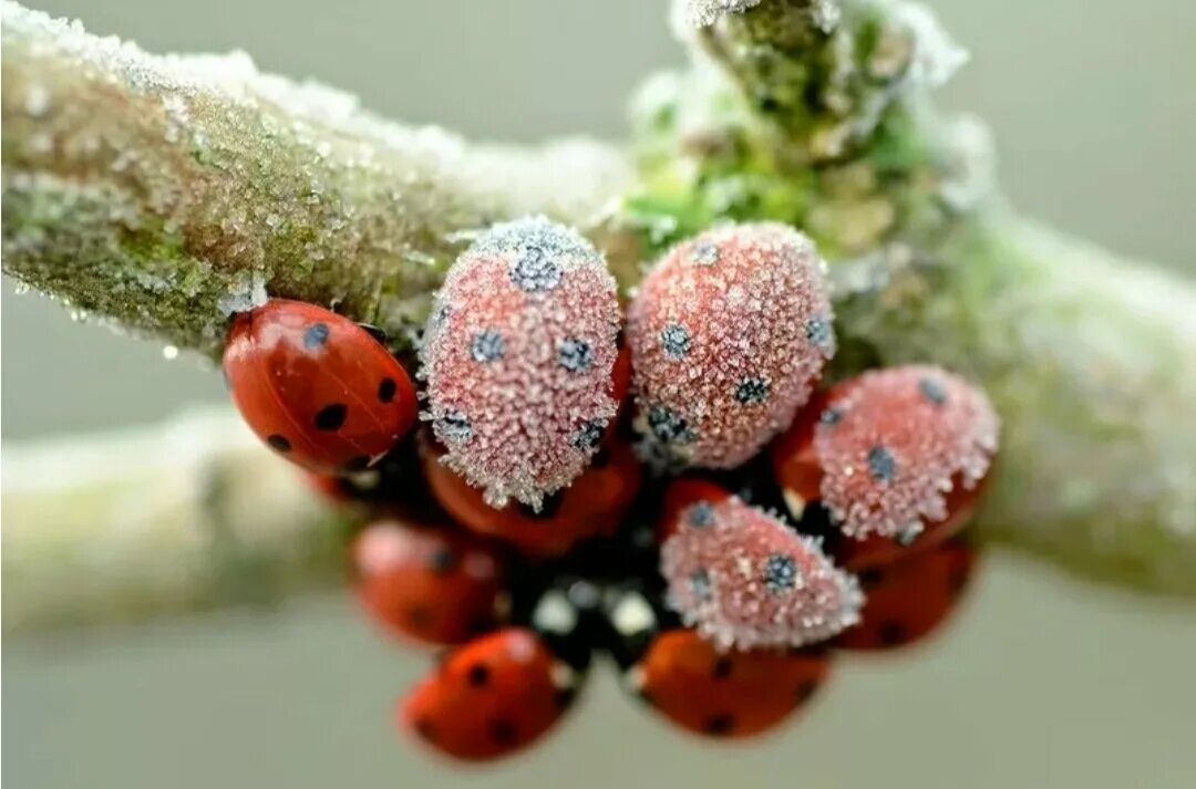 Что делают божьи коровки зимой. Насекомые готовятся к зиме. Чем кармить божев каровак. Как зимуют божьи коровки. Насекомые зимуют для дошкольников.