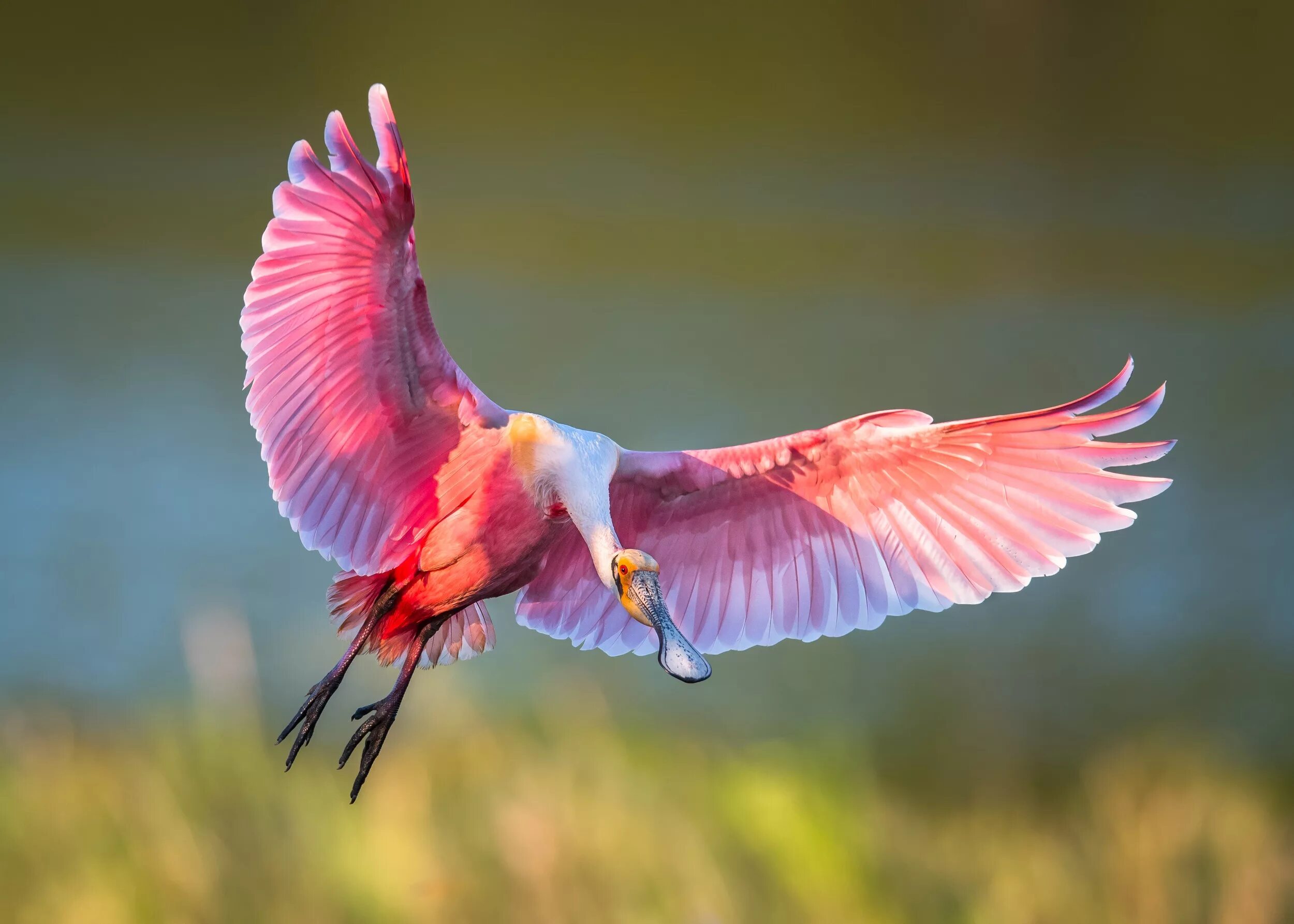 Оперение ее переливалось лимонным и розовым цветом. Розовая колпица Крылья. Колпица Ибис. Колпица Райская птица. Roseate Spoonbill птица.