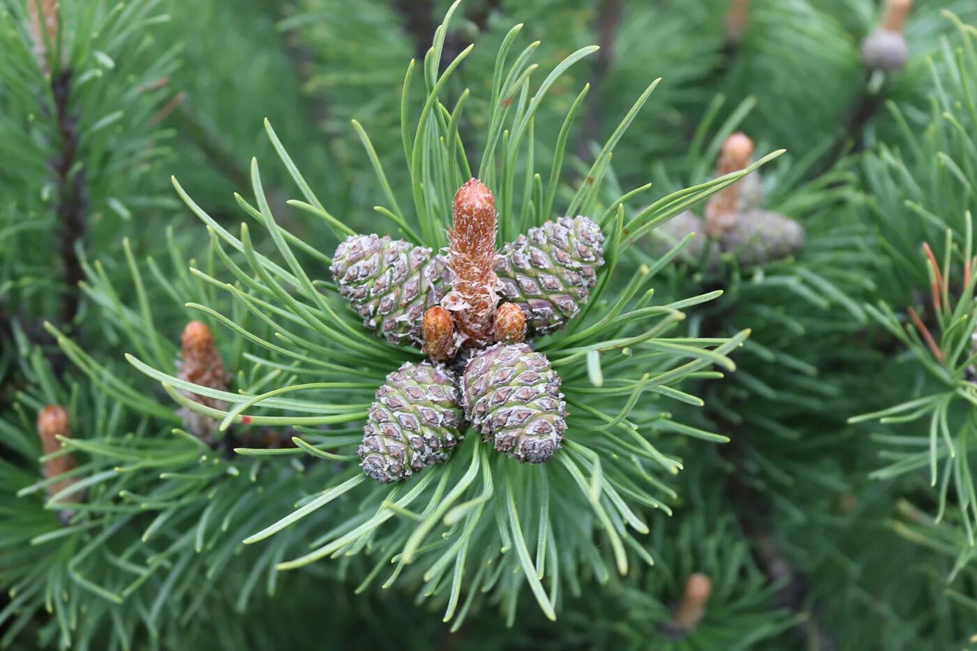 Сосновые (семейство). Сосновые (порядок). Порядок Pinales (хвойные). Семейство сосновые представители. Сосновые порядок хвойные