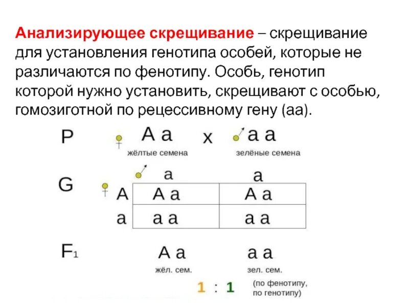 Скрещивание особей с неизвестным генотипом. Анализирующее скрещивание фенотип. Анализирующее скрещивание дигетерозиготной особи. Анализирующее скрещивание закон Менделя. Скрещивание гомозиготной по рецессивному Гену особь.