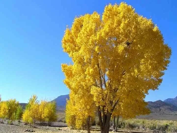 Желтый. Желтый цвет в природе. Желтое фото. Красная желтая природа.