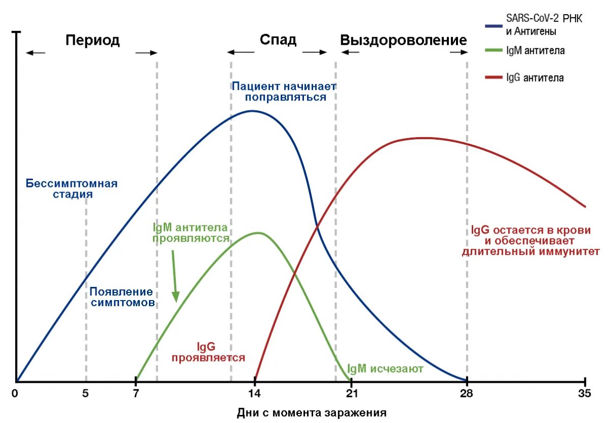 Антитела к коронавирусу график. График антител коронавирус. График выработки антител к коронавирусу. Антитела g к коронавирусу график.