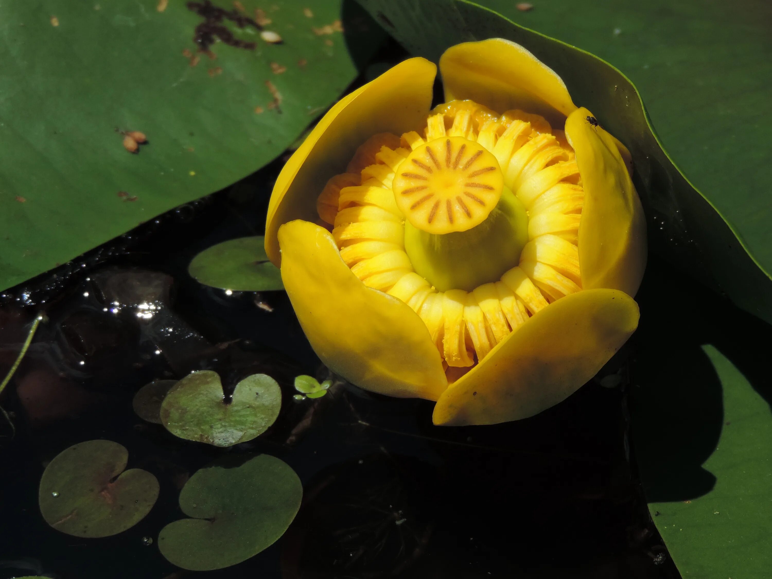 Кубышка (Nuphar). Кубышка жёлтая. Кубышка желтая (Nuphar lutea). Кубышка желтая водяная Лилия. Как увеличить кубышку