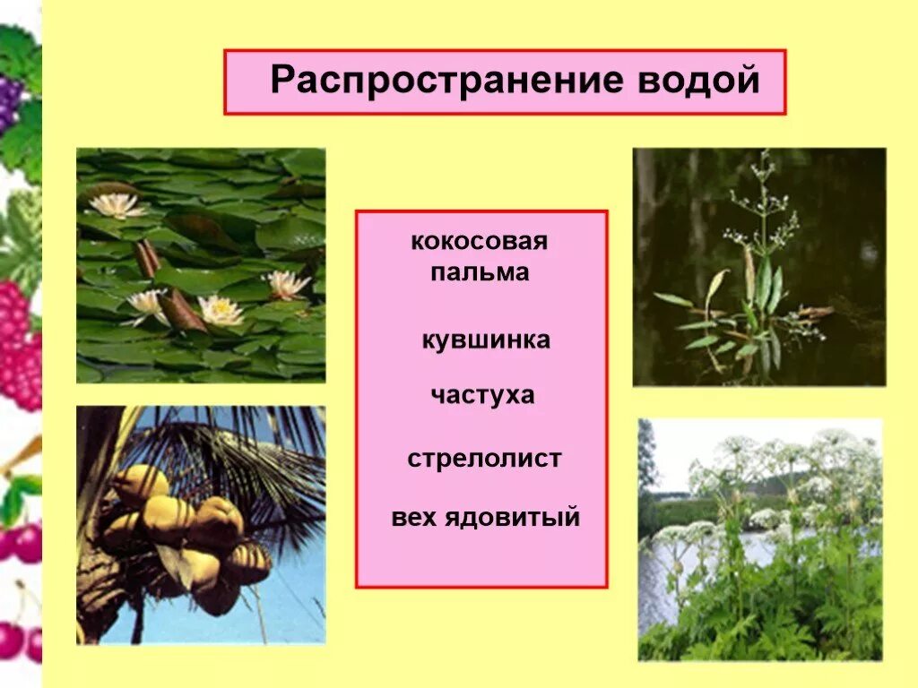 Растения распространение водой. Распространение плодов и семян. Распространение плодов и семян водой. Распространение растений водой. Распространение плодов и семян с помощью воды.