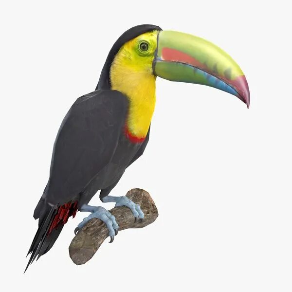 Тукан 3. Toucan 3d model. тукан 3 д ручкой. птица тукан из 3 д мозаики. реалистичная игрушка тукан 3 д.