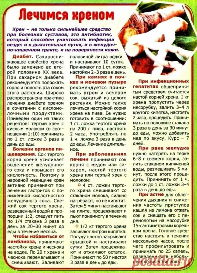 Листья хрена для лечения суставов. Что лечит хрен. лечение печени листьями хрена.