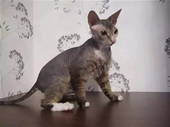 сфинкс браш. кот метис сфинкса. помесь кота и сфинкса. донской сфинкс метис. кошка сфинкс метис.